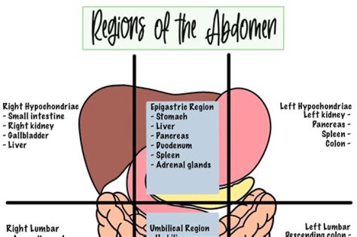What is abdomen thickness