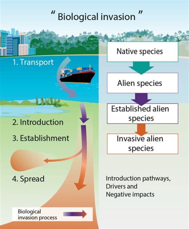 What is alien species invasion