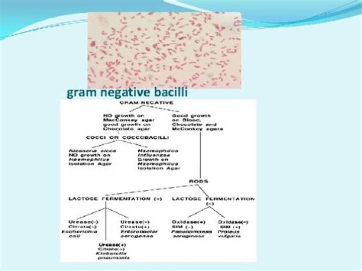 What is aminoglycosides used to treat