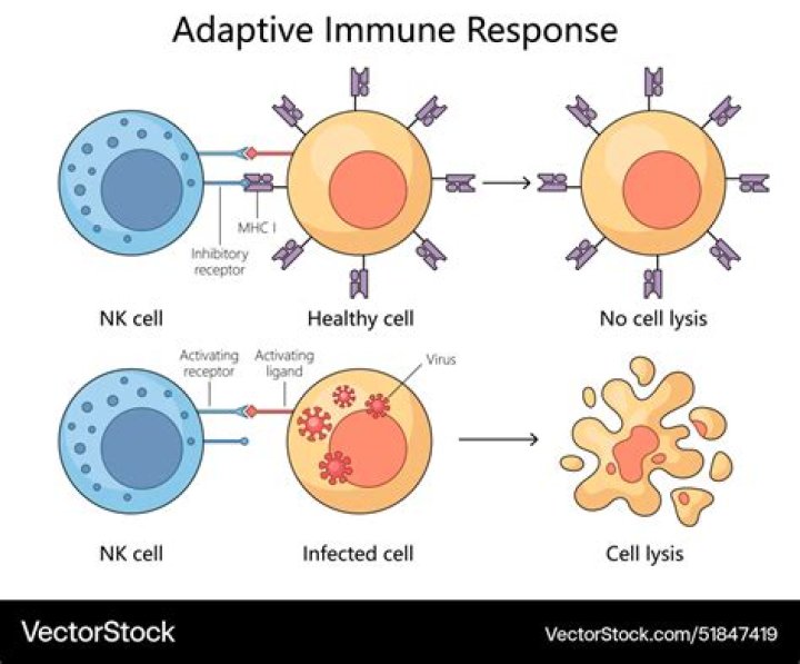 What is an active immune response