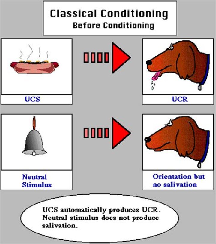 What is an eliciting stimulus