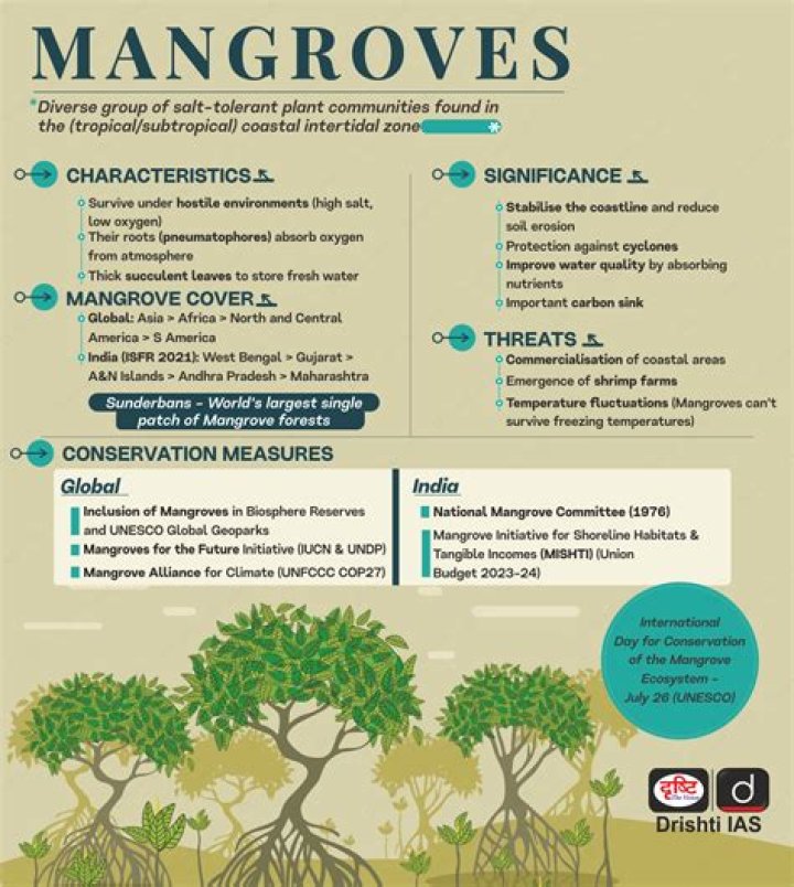 What is an estuarine mangrove ecosystem