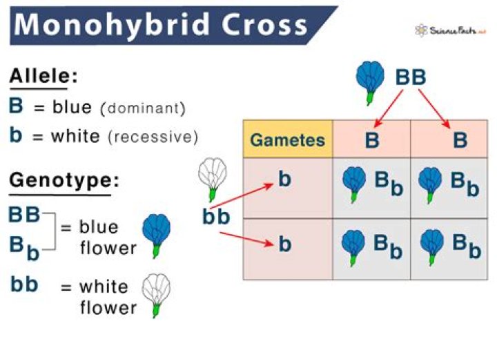 What is an example of a Monohybrid cross between two homozygous plants