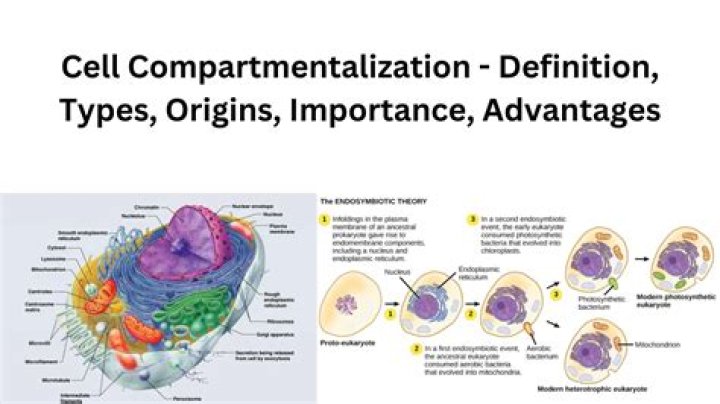What is an example of compartmentalization