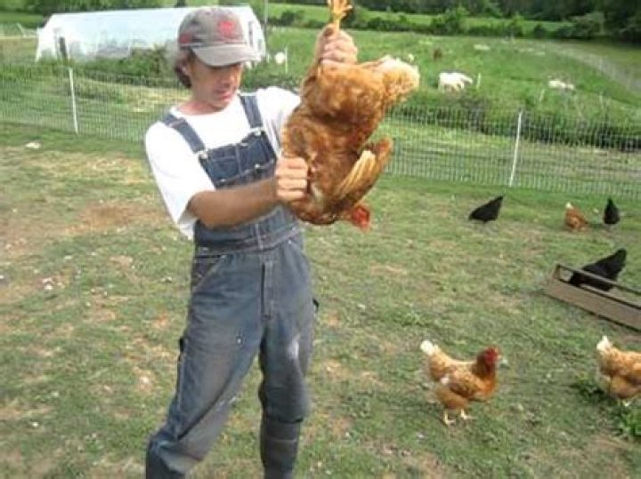 What is an impacted crop on a chicken