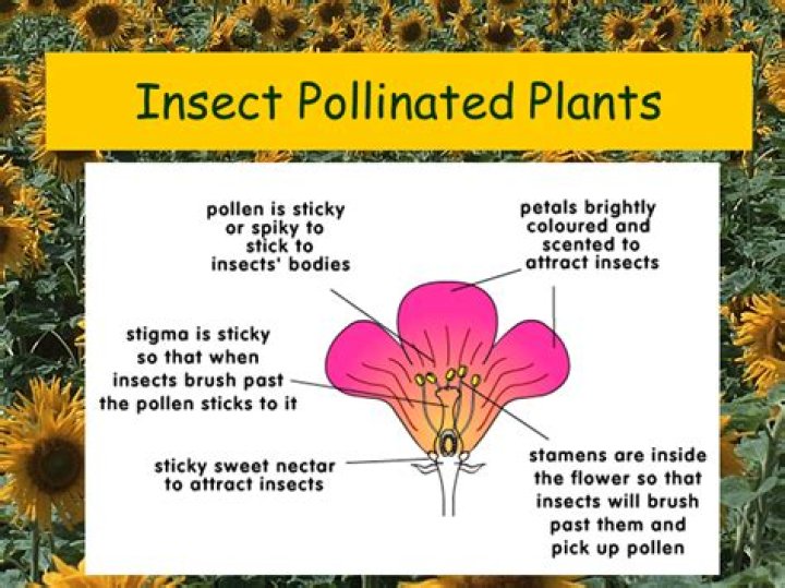 What is an insect pollinated flower
