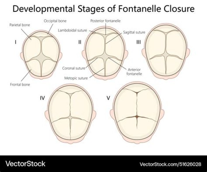 What is anterior fontanelle