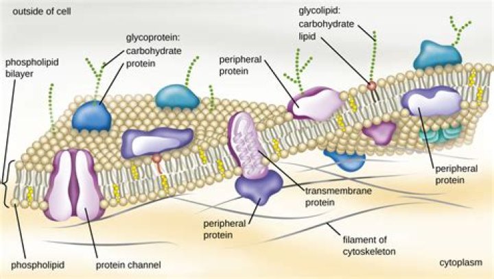 What is Arabinogalactan used for