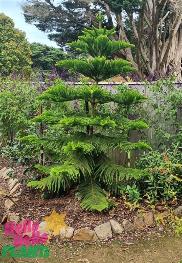 What is Araucaria wood used for
