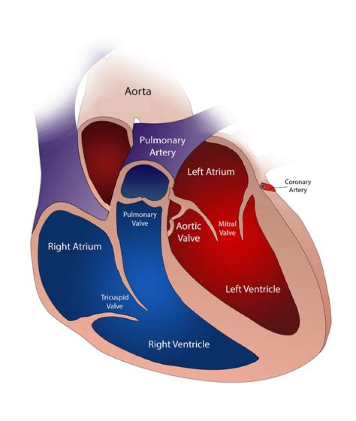 What is Auriculo ventricular aperture