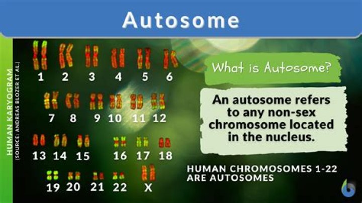 What is Autosome and Allosome
