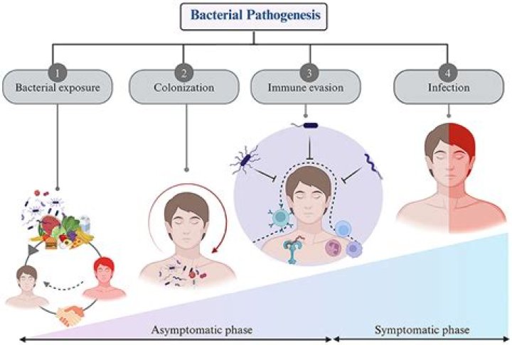 What is bacterial pathogenesis