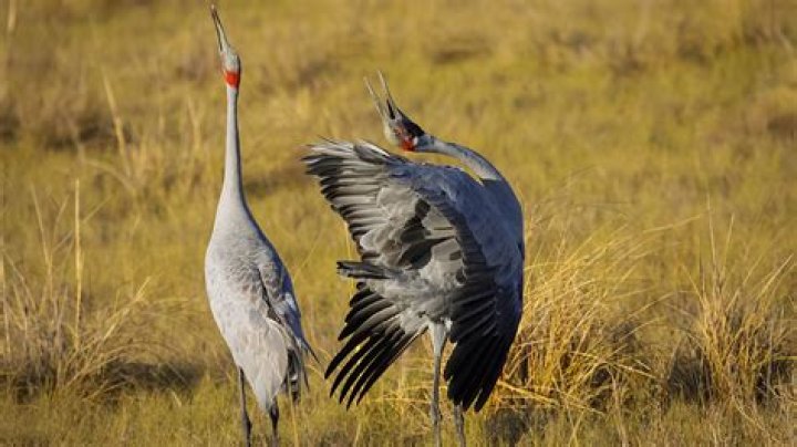 What is bird courtship Behaviour