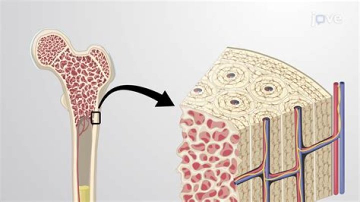 What is bone tissue