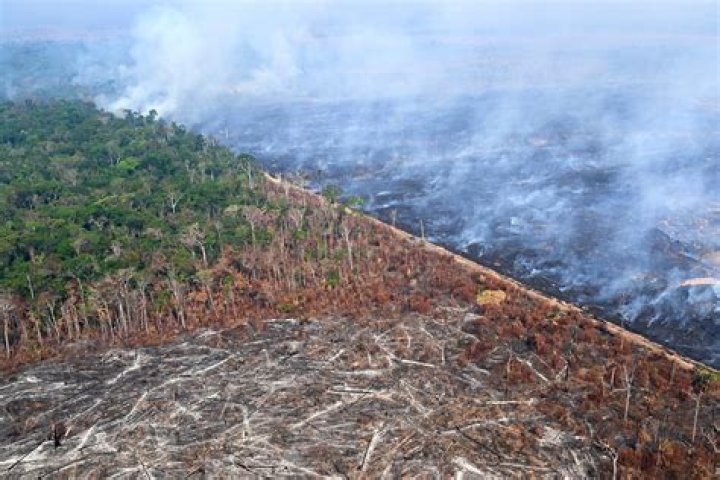 What is Brazil doing to help the environment