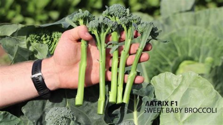 What is bunching broccoli