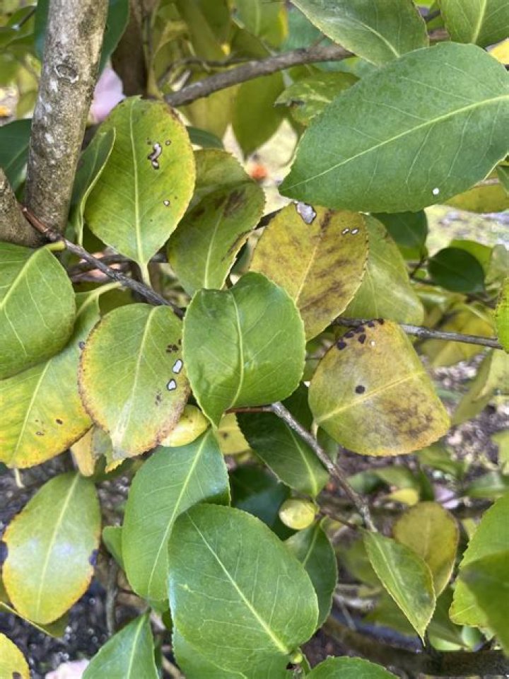 What is Camellia Leaf