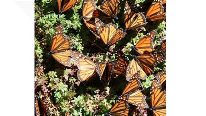 What is causing the decline in monarch butterflies