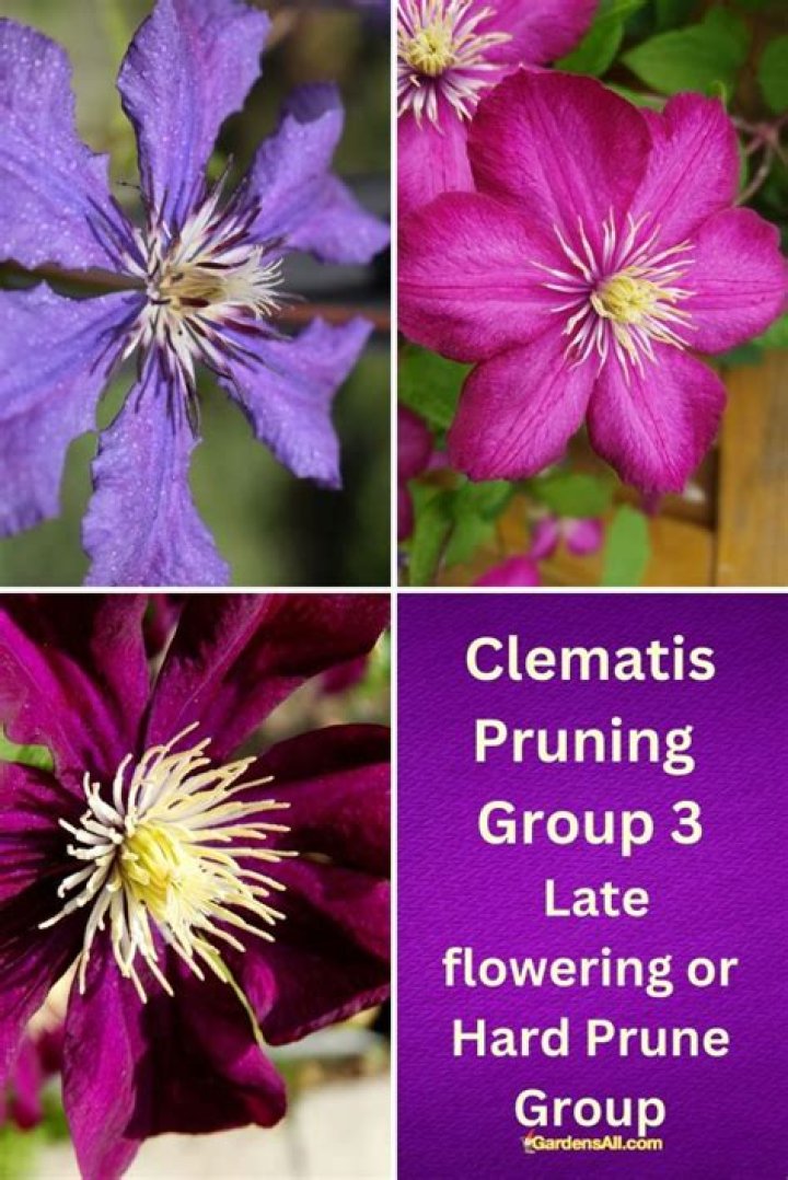 What is Clematis Pruning Group 3