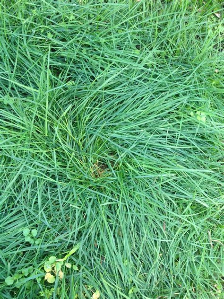 What is clump grass