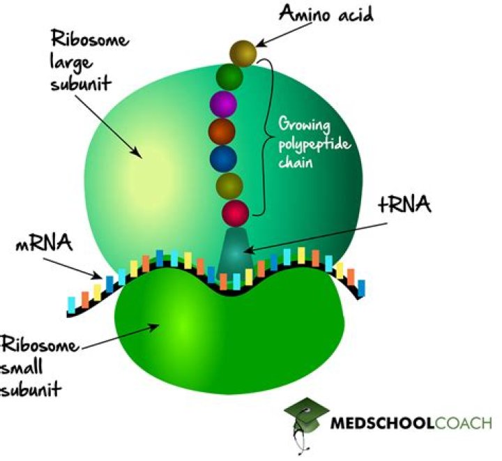 What is composed of RNA protein