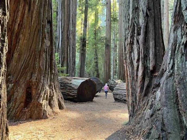 What is con common Redwood