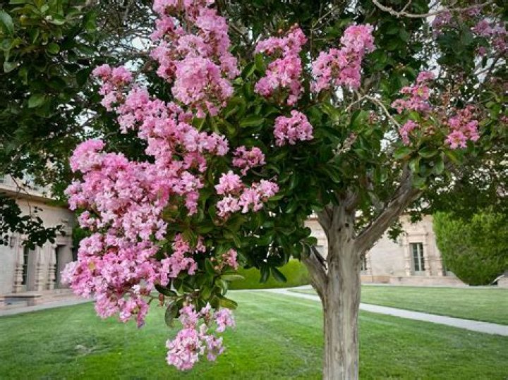 What is crepe myrtle wood good for