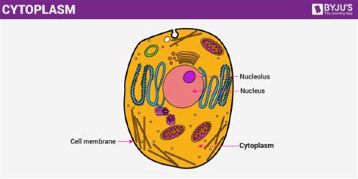 What is cytoplasm in bacteria