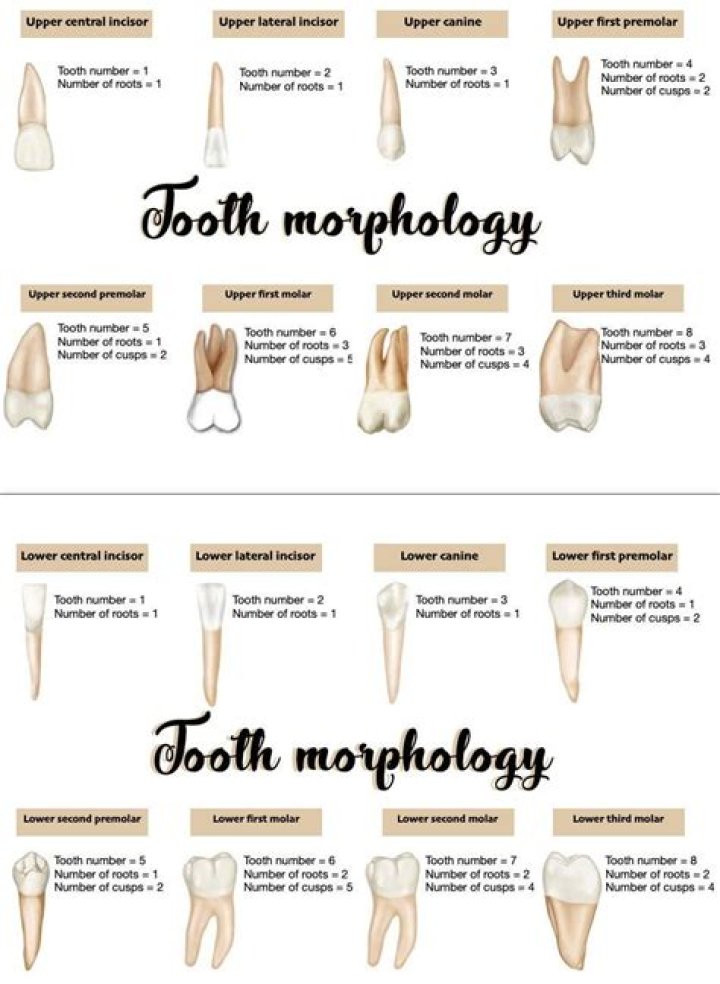 What is dental morphology