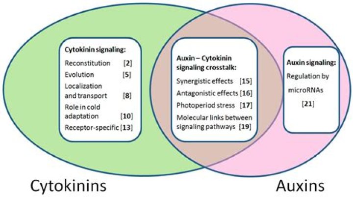 What is difference between auxin and cytokinin