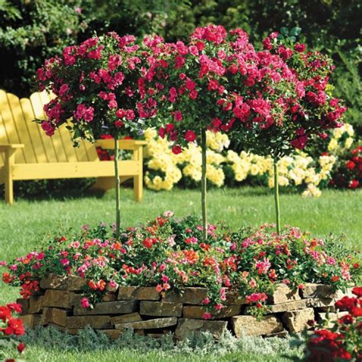 What is difference between climbing and rambling Rose