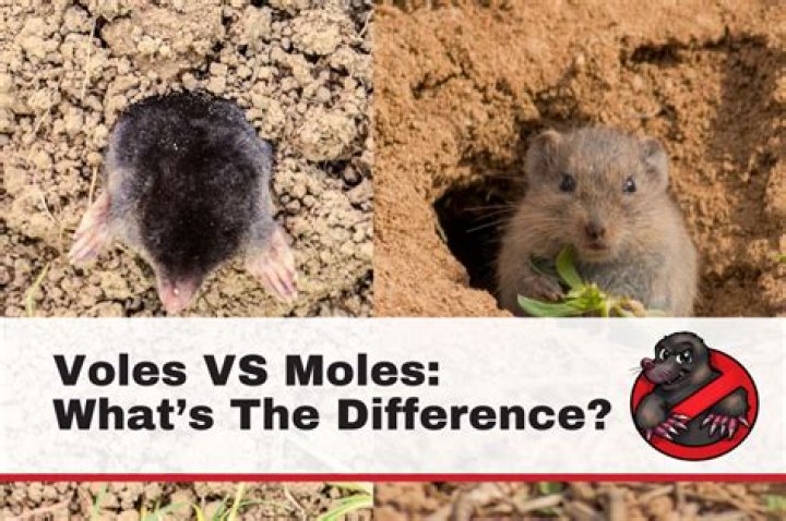 What is difference between voles and moles