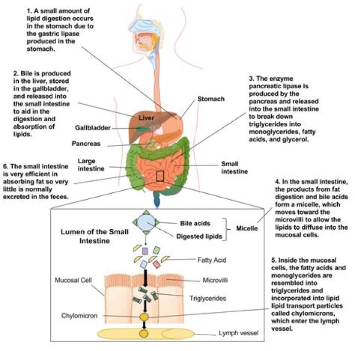 What is digestion absorption and metabolism