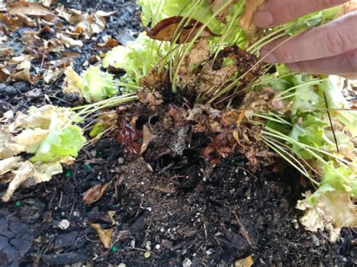 What is eating my coral bells