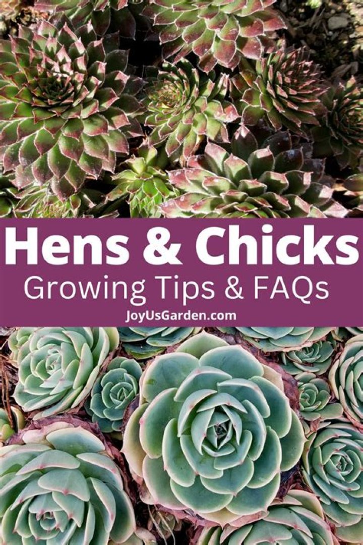 What is eating my hens and chicks plant
