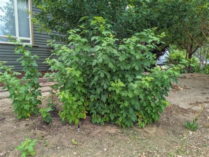 What is eating my raspberry bush