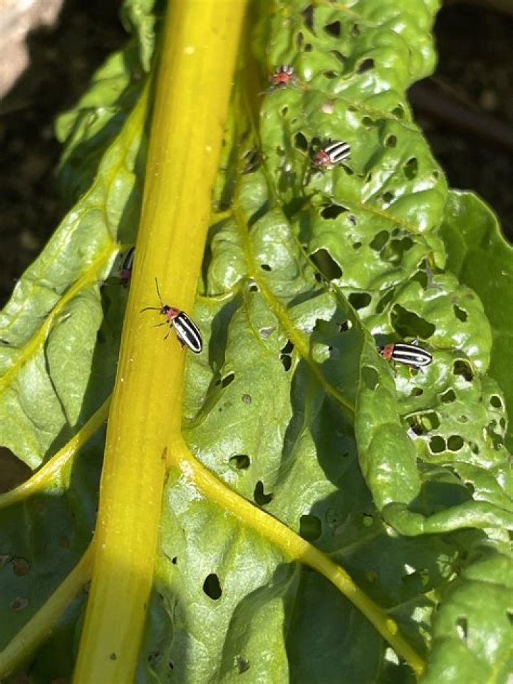 What is eating my Swiss chard