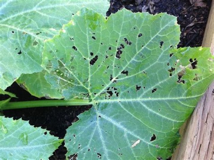 What is eating my zucchini leaves