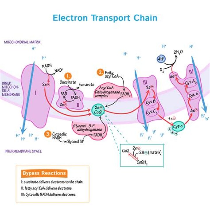 What is electron transport chain describe the steps