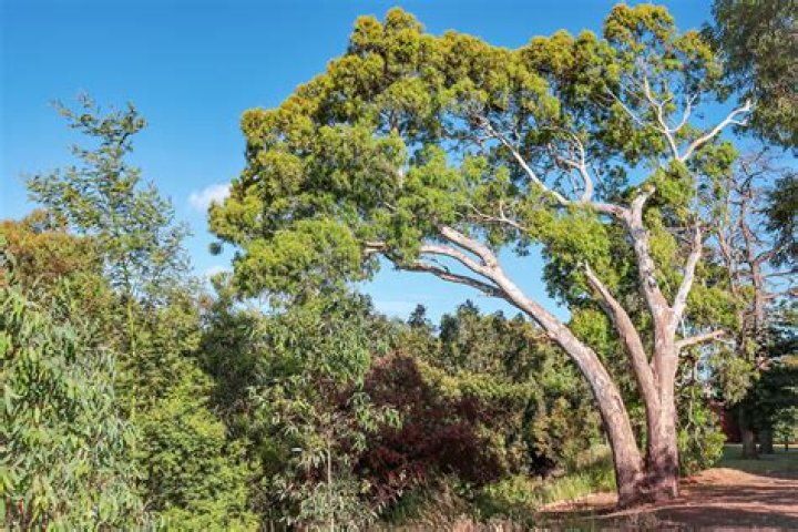 What is eucalyptus used for