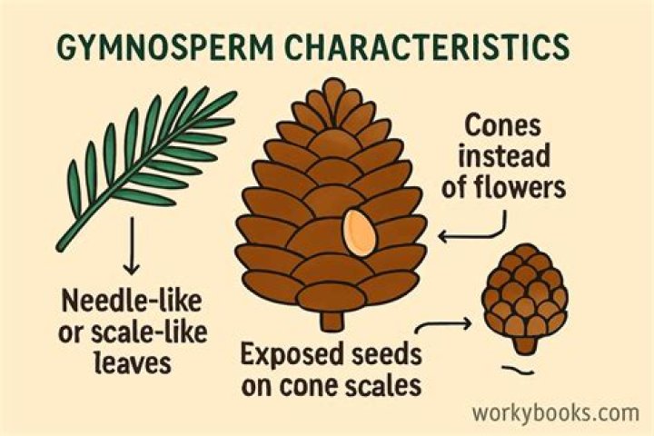 What is female cone in gymnosperms