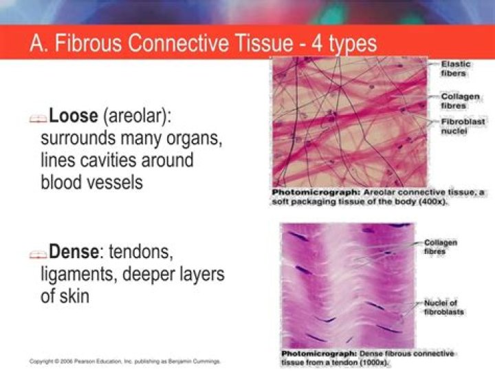 What is fibrous tissue