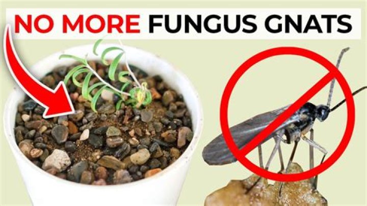 What is gnat Nix made of
