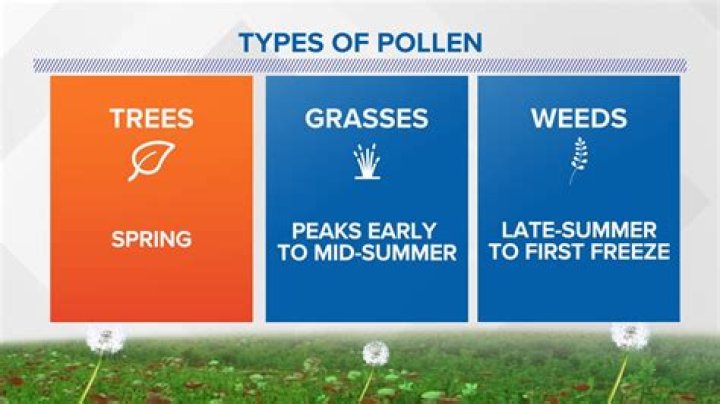 What is grass pollen season