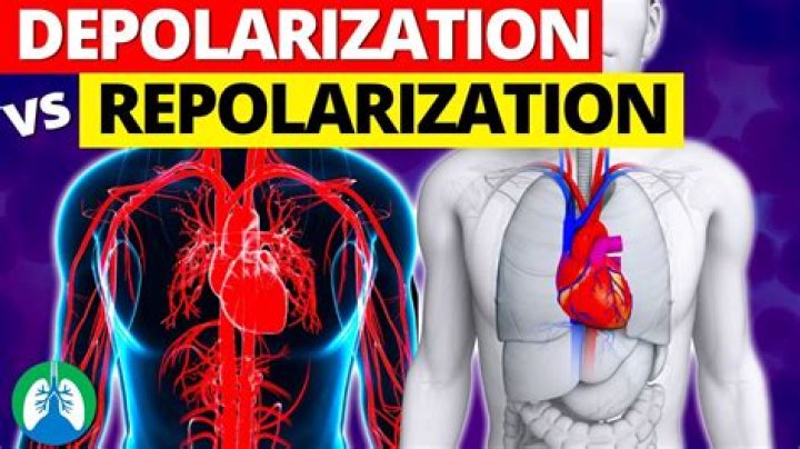 What is heart depolarization and repolarization