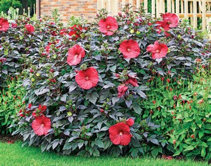 What is hibiscus leaves used for