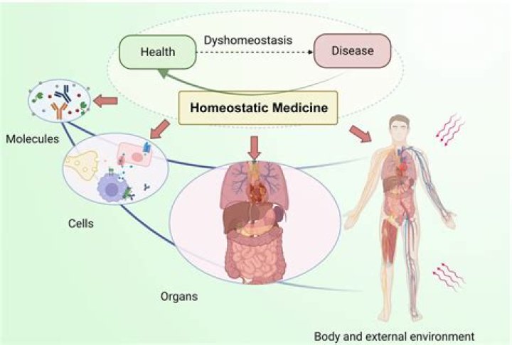 What is homeostatic response