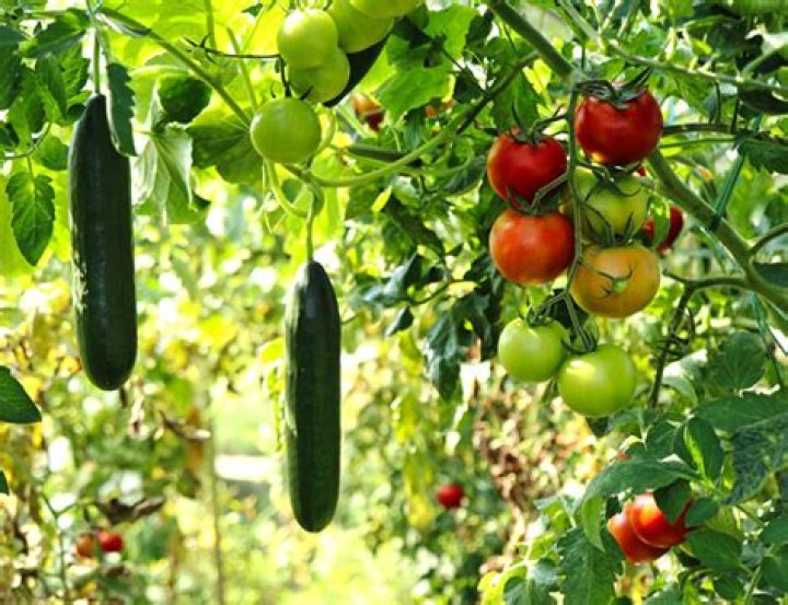 What is homestead gardening