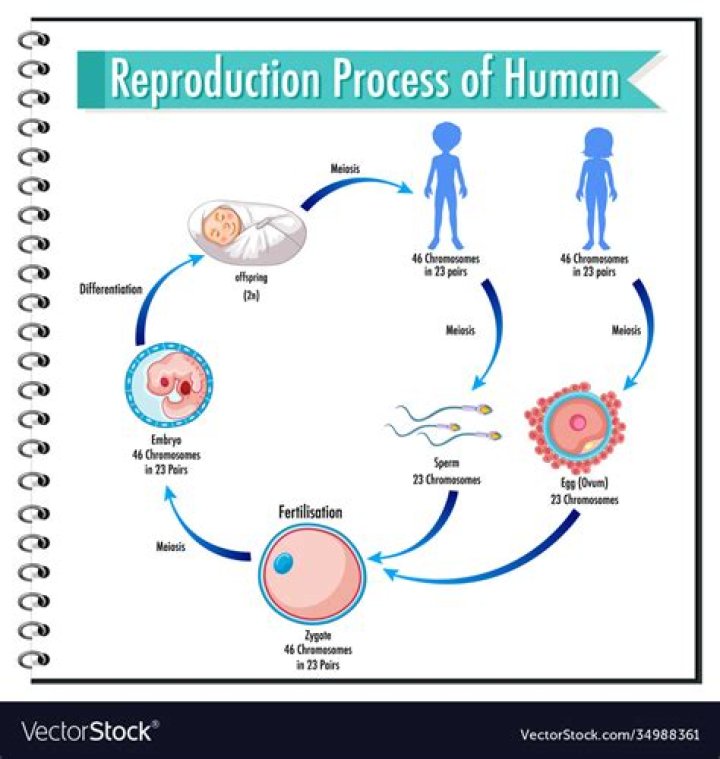 What is human reproduction and development