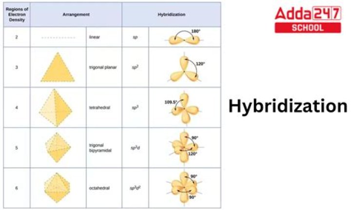What is hybridization in anthropology